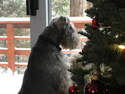 Kevin loves Christmas time. Whenever the tree is set up, he loves to sleep under the tree or sit and watch the lights. (Brad Niess, Director, Business Resource Center)